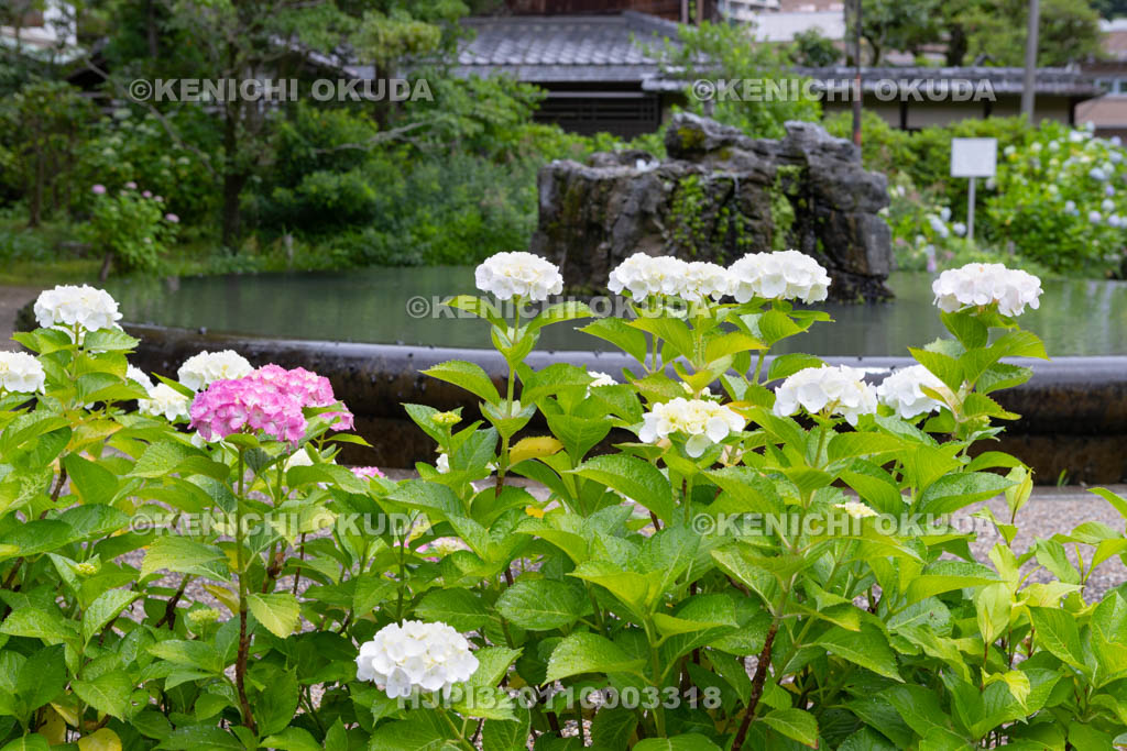 大阪府　久安寺　アジサイと具足池