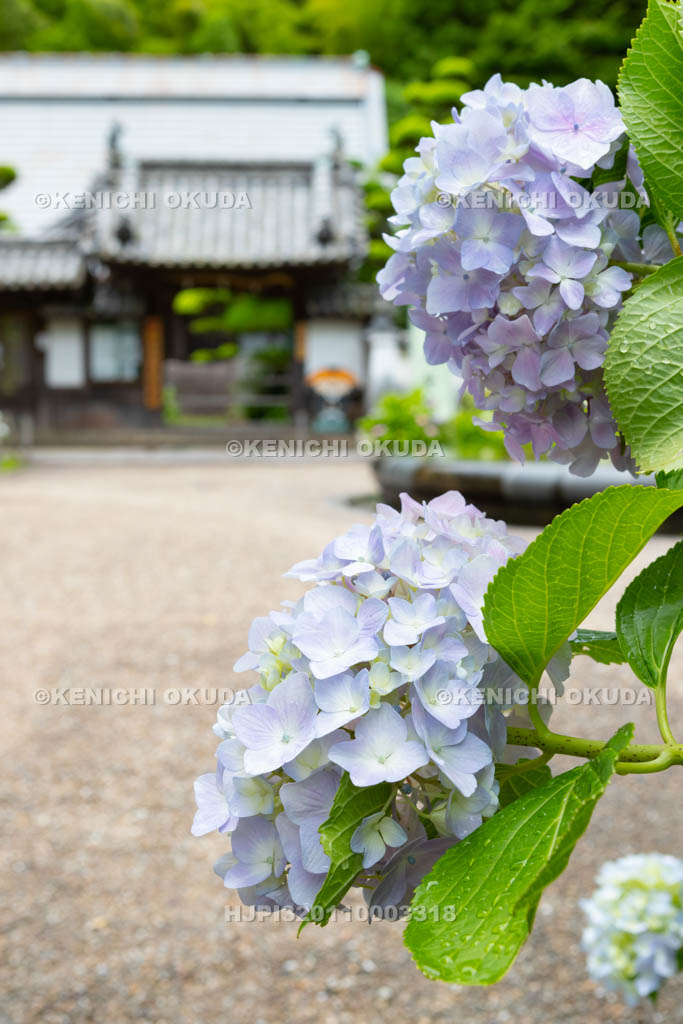 大阪府　久安寺　アジサイと本坊