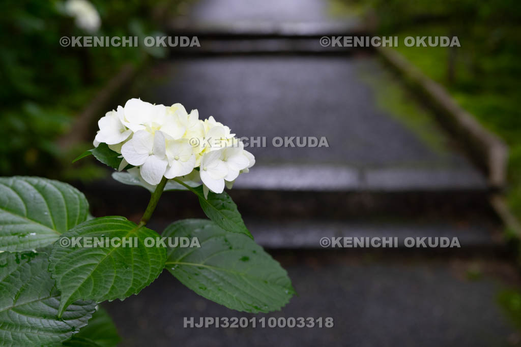 大阪府　久安寺　参道のアジサイ