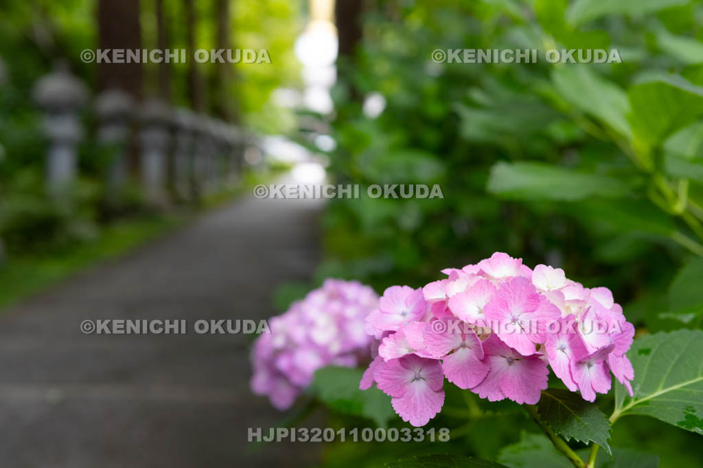 大阪府　久安寺　アジサイと両果の道