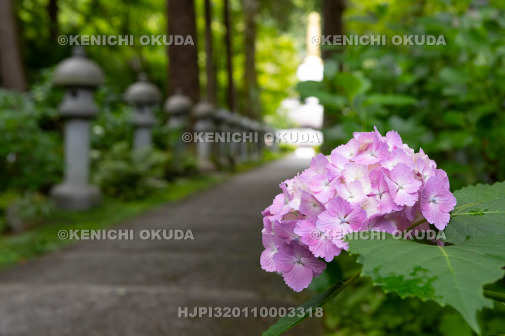 大阪府　久安寺　アジサイと両果の道