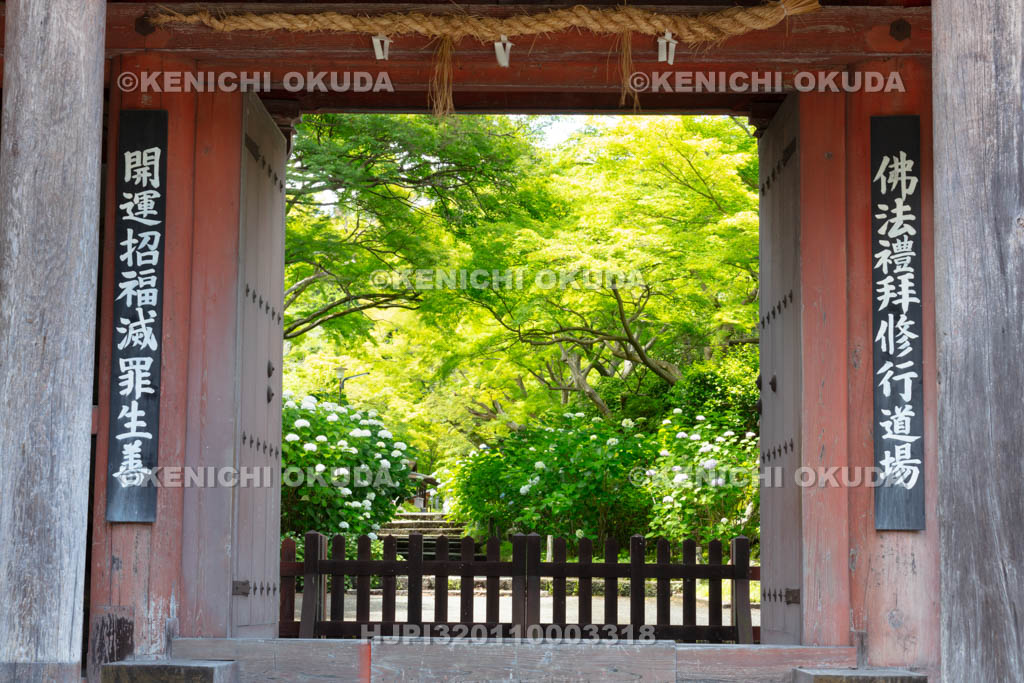大阪府 久安寺 楼門とアジサイ咲く参道