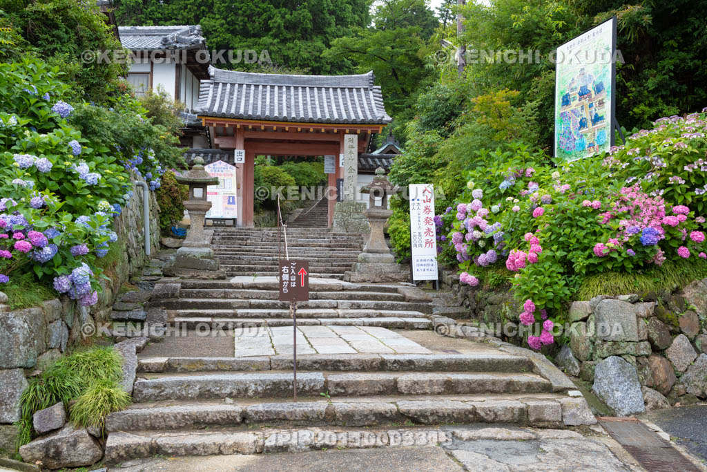 奈良県　矢田寺　アジサイと山門