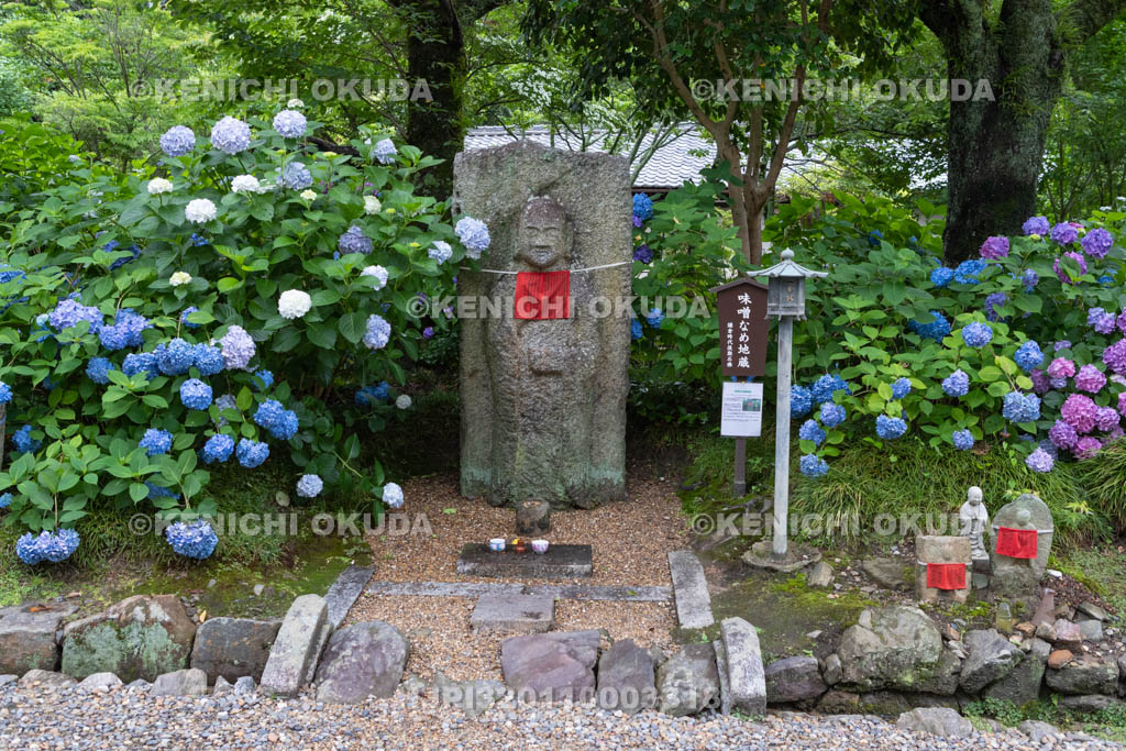 奈良県　矢田寺　味噌なめ地蔵とアジサイ