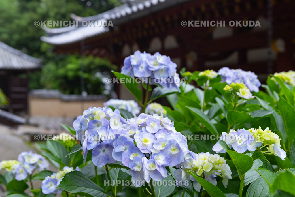 奈良県　矢田寺　アジサイと本堂