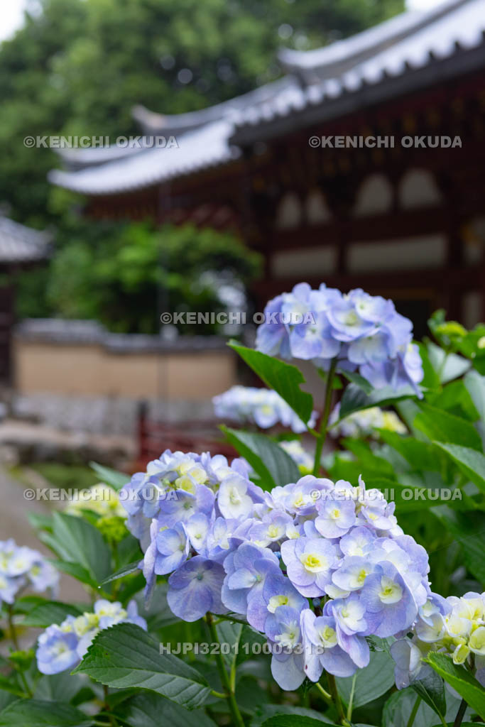 奈良県　矢田寺　アジサイと本堂