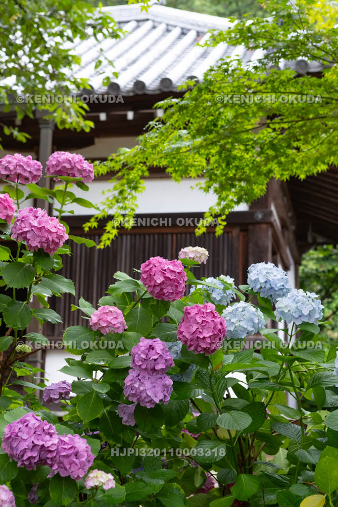 奈良県　矢田寺　アジサイと閻魔堂