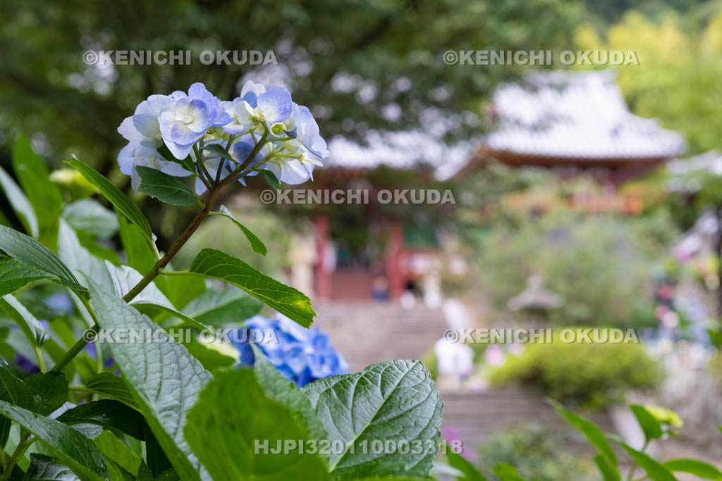 奈良県　矢田寺のアジサイ