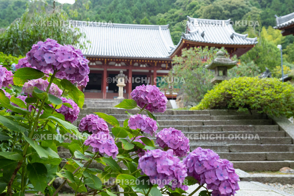 奈良県　矢田寺　アジサイと本堂