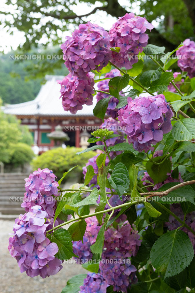 奈良県　矢田寺　アジサイと本堂