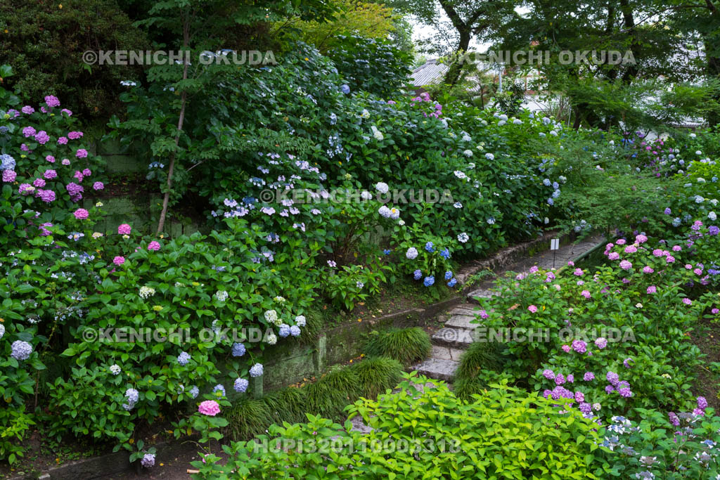 奈良県　矢田寺　あじさい園