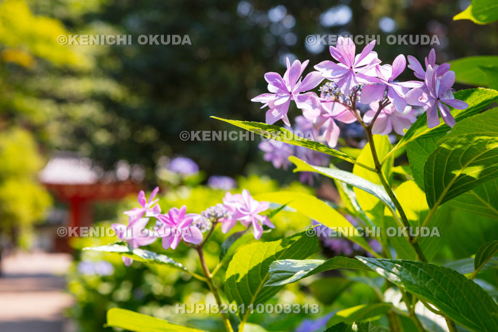 京都府　三室戸寺のアジサイ