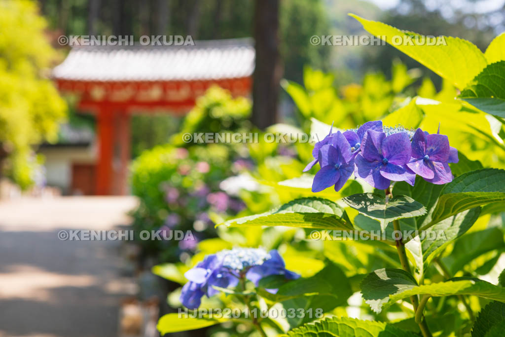 京都府　三室戸寺　アジサイと山門
