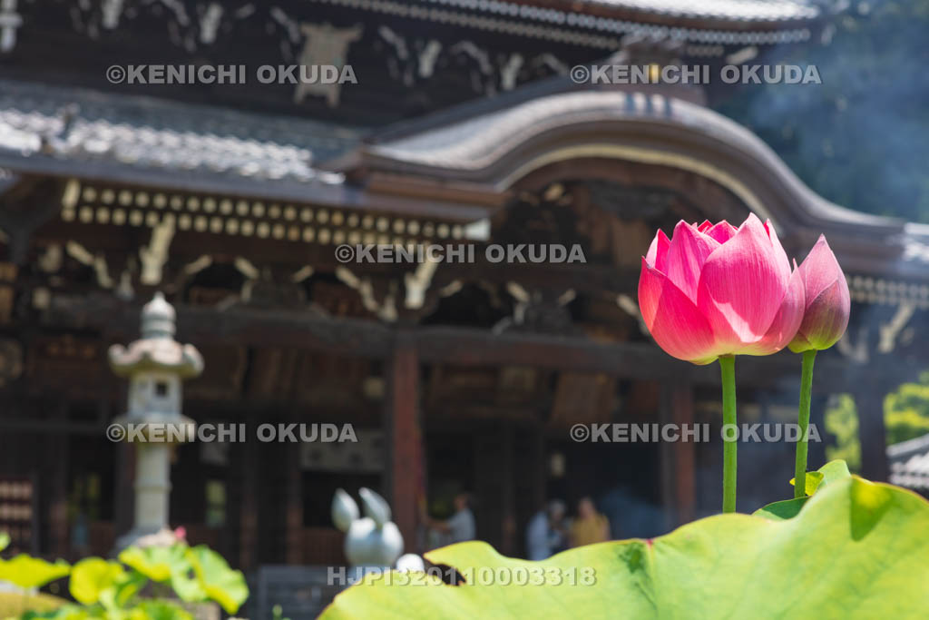 京都府　三室戸寺　本堂とハスの花