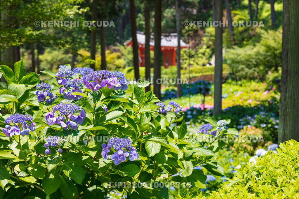 京都府　三室戸寺　あじさい園
