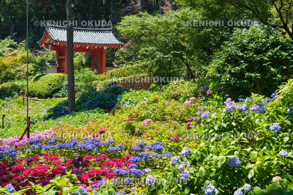 京都府　三室戸寺　山門とあじさい園