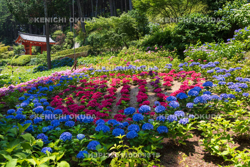 京都府 三室戸寺 あじさい園