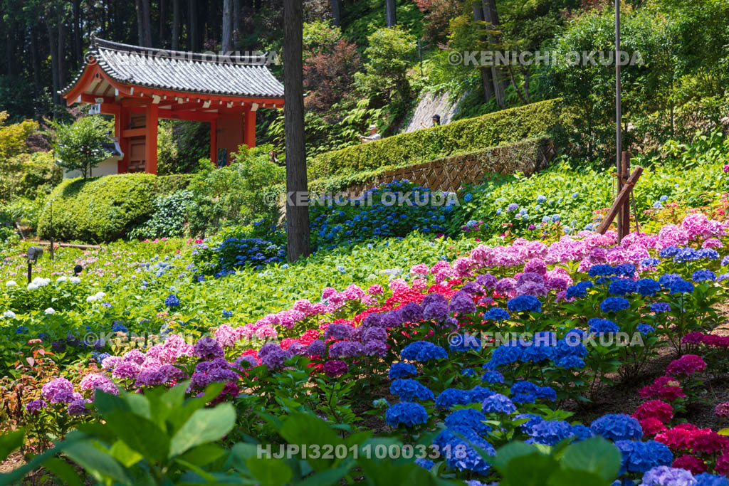 京都府 三室戸寺 山門とあじさい園