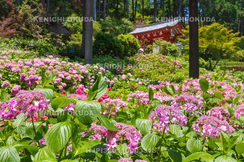 京都府　三室戸寺　あじさい園