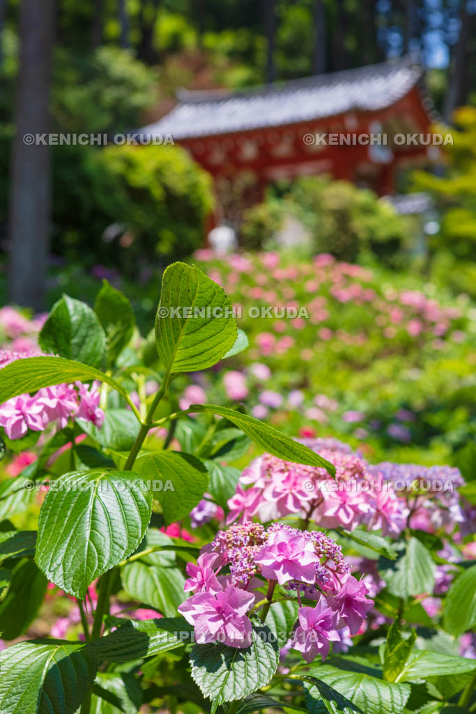京都府　三室戸寺のアジサイ