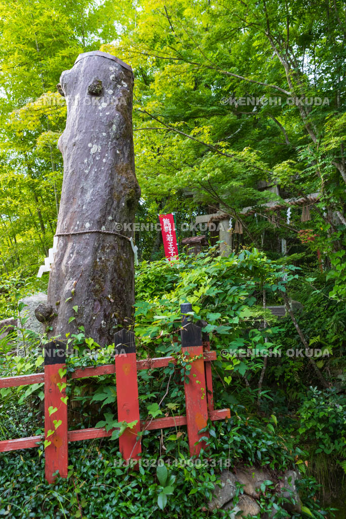 京都府　熊野若王子神社　京の名木　梛（なぎ）