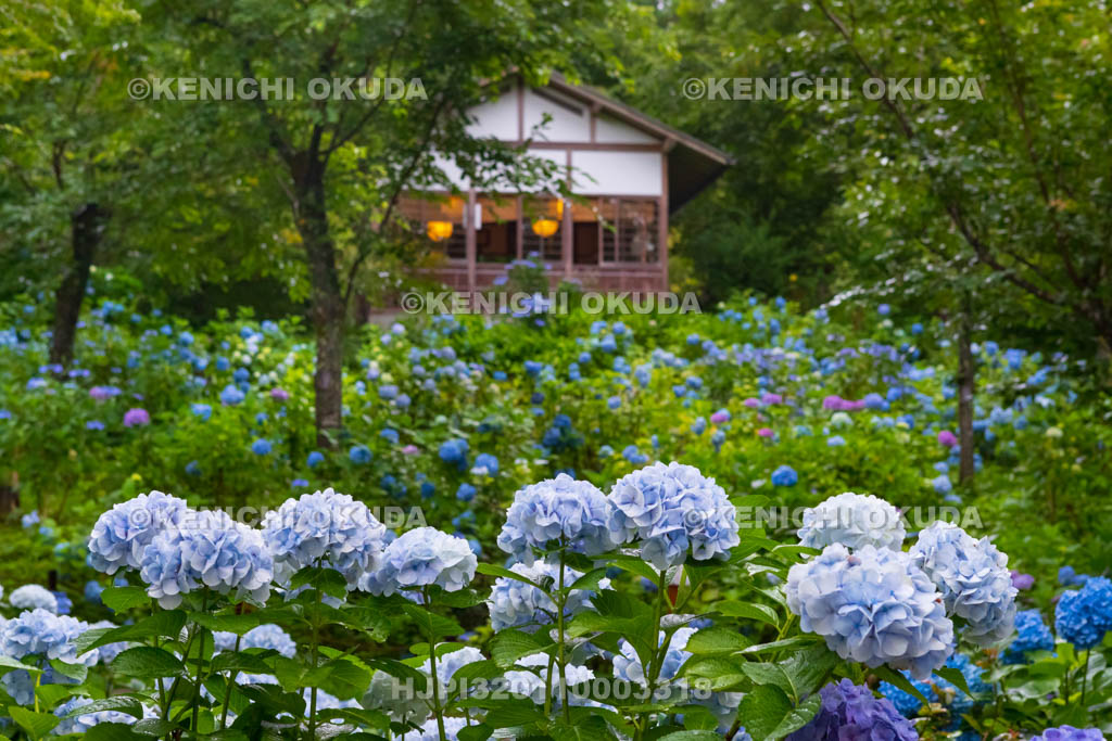 京都府　三千院　あじさい苑と茶所和心堂
