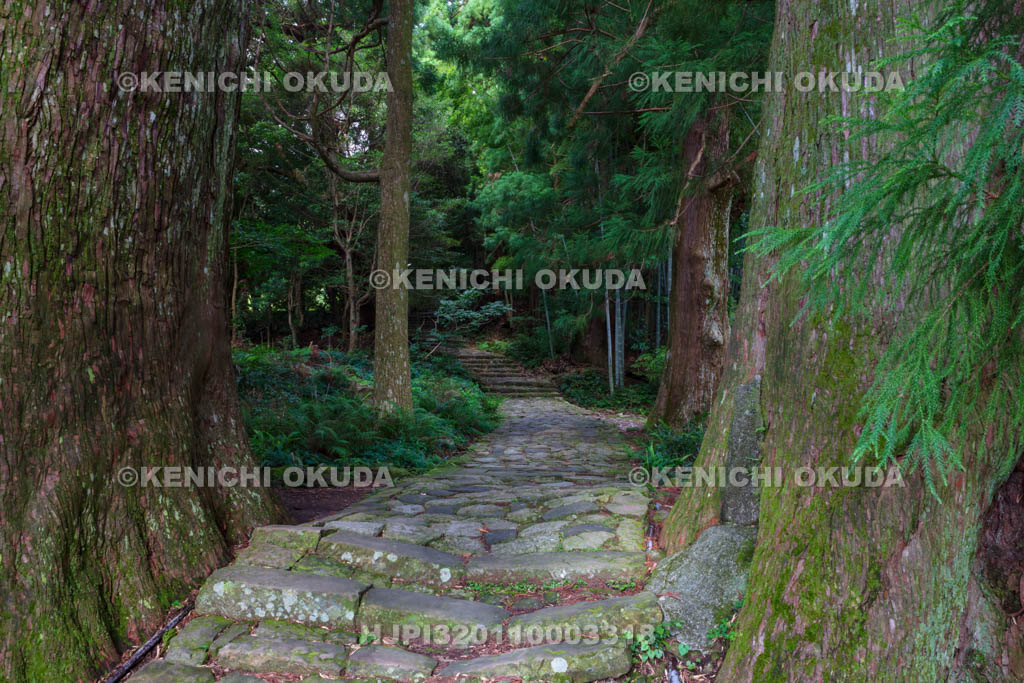 和歌山県　熊野参詣道中辺路　大門坂の夫婦杉付近