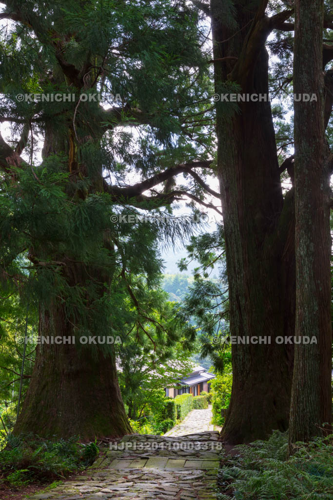 和歌山県　熊野参詣道中辺路　大門坂の夫婦杉