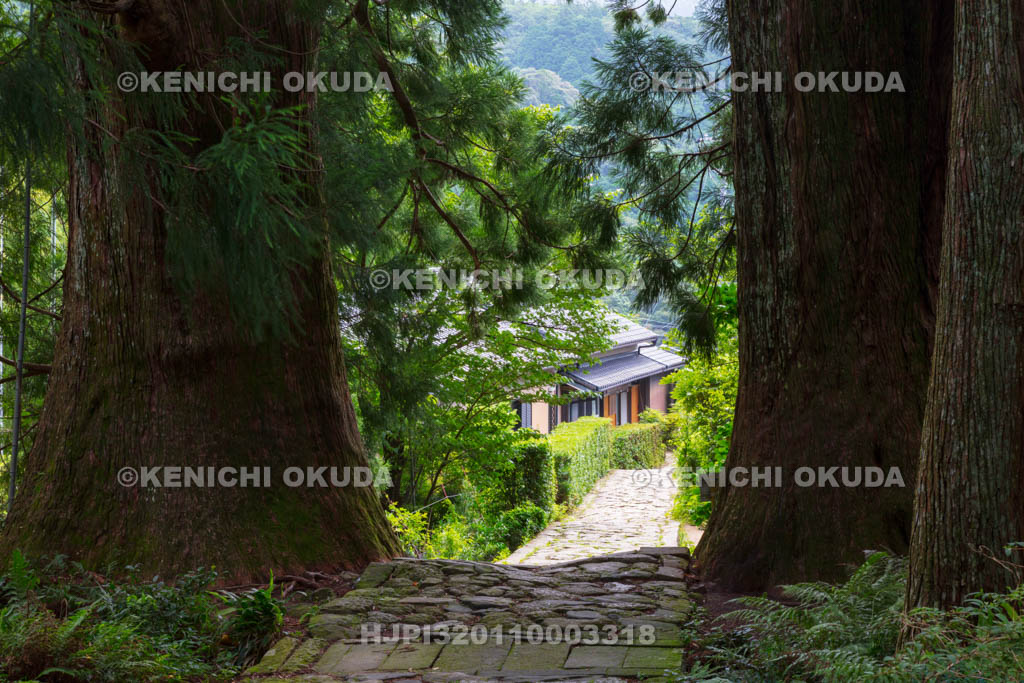 和歌山県 熊野参詣道中辺路 大門坂の夫婦杉付近