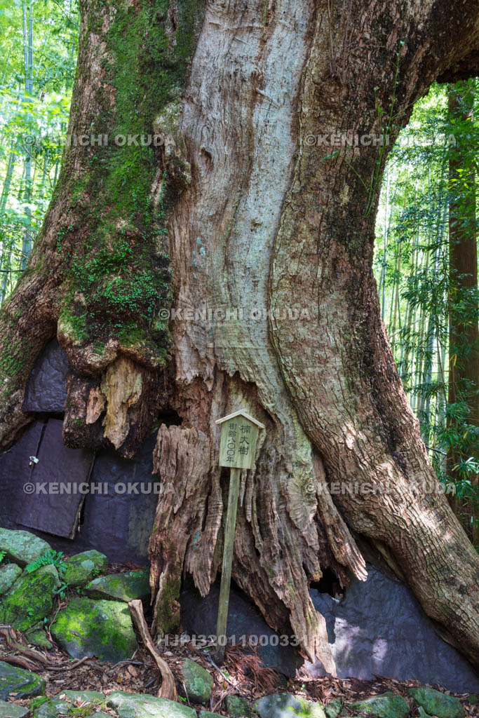 和歌山県　熊野参詣道中辺路　大門坂の楠大樹