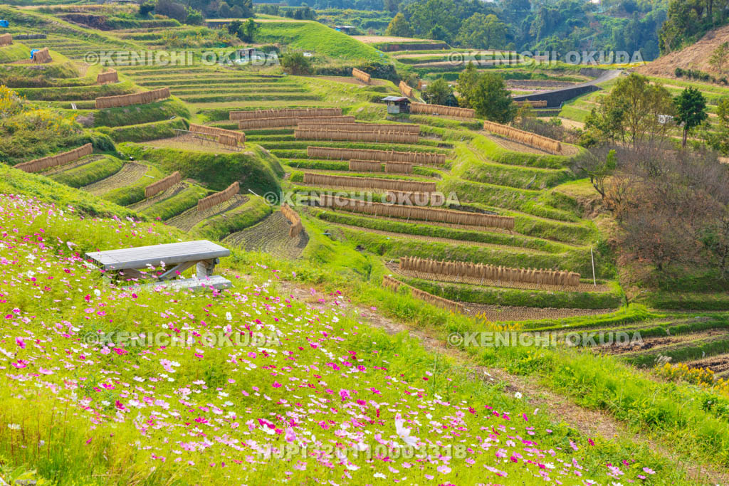 大阪府　下赤阪の棚田とコスモス畑
