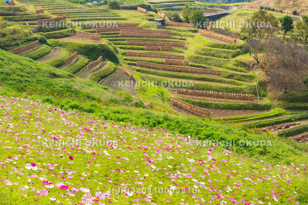 大阪府　下赤阪の棚田とコスモス畑