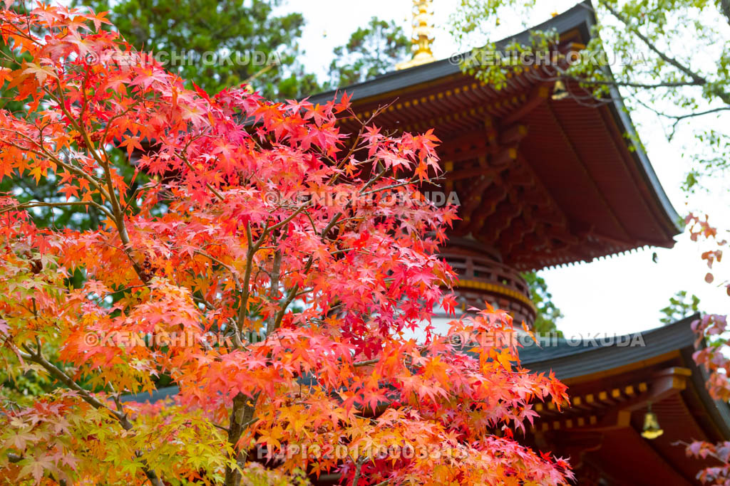 奈良県　円成寺　紅葉と多宝塔