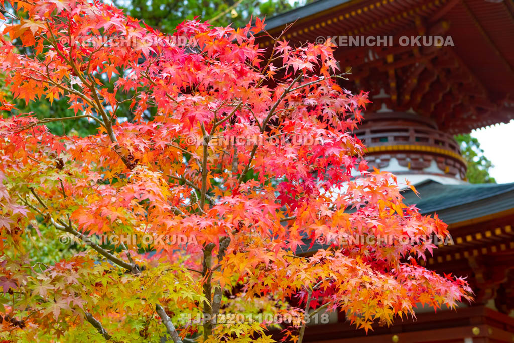 奈良県　円成寺　紅葉と多宝塔