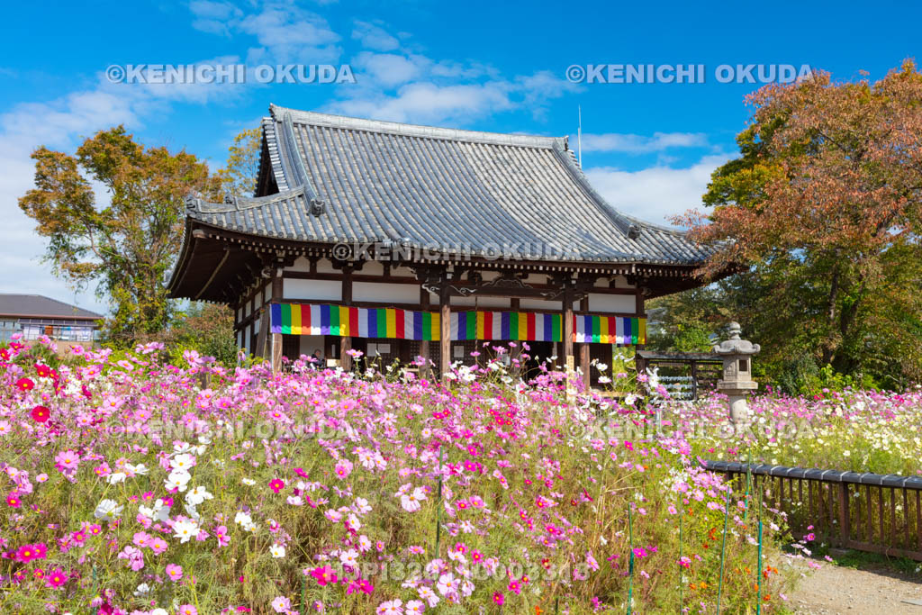 奈良県　般若寺　コスモスと本堂