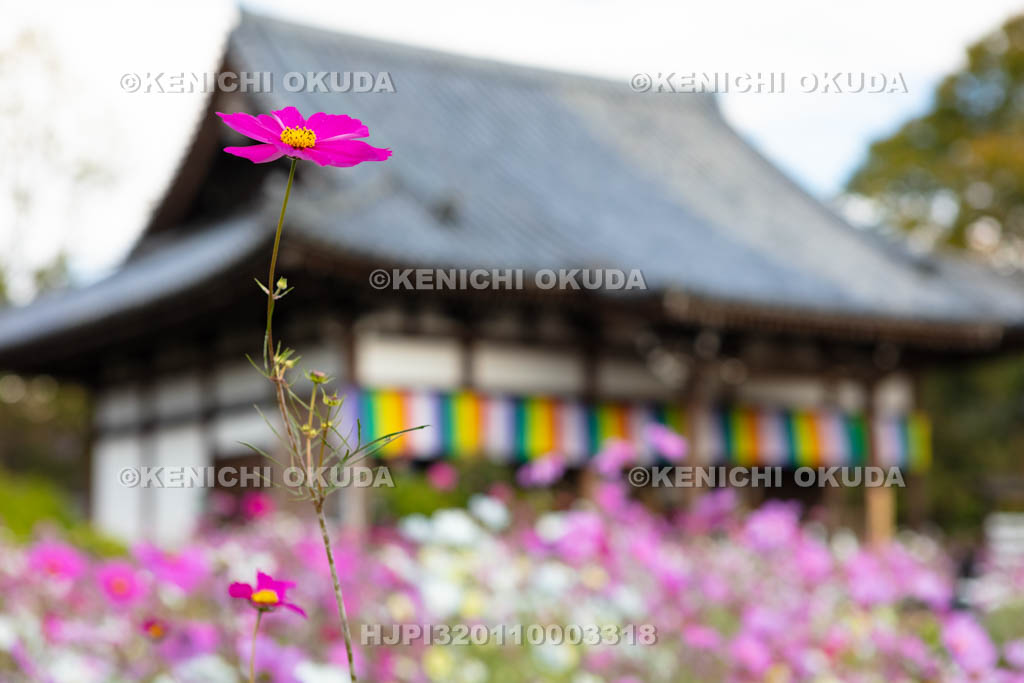 奈良県　般若寺　コスモスと本堂