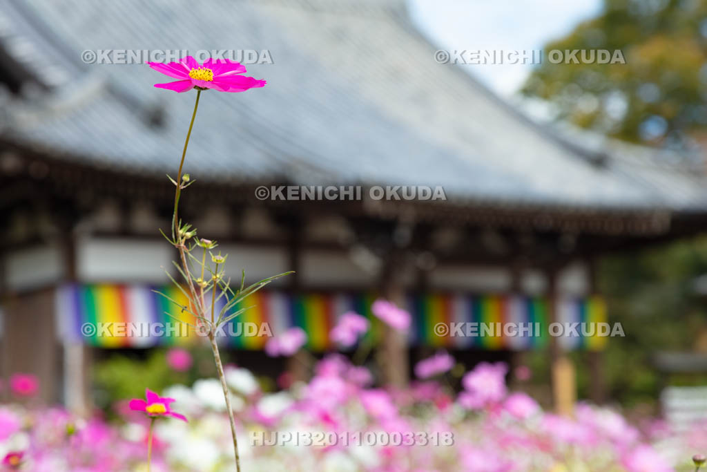 奈良県　般若寺　コスモスと本堂