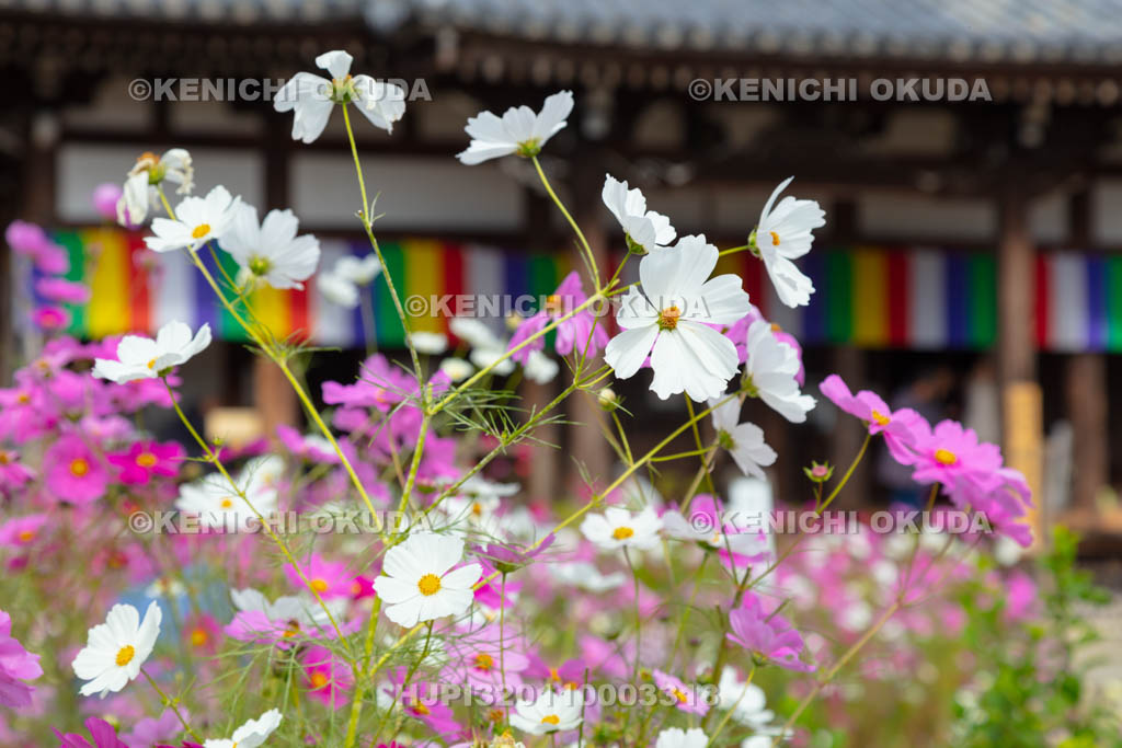 奈良県　般若寺のコスモス