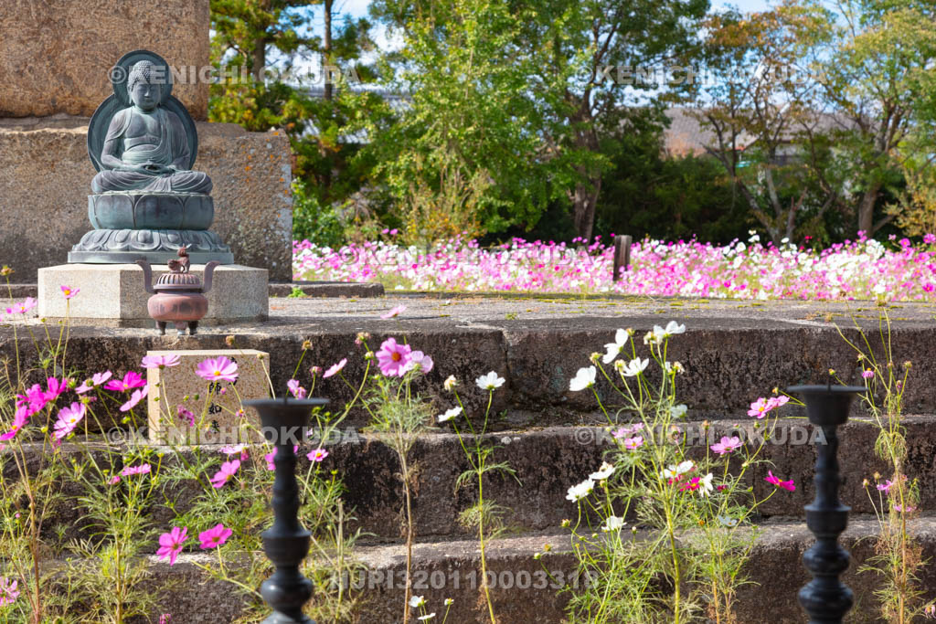 奈良県　般若寺　コスモスと東方薬師如来