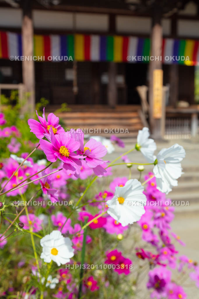 奈良県　般若寺のコスモス