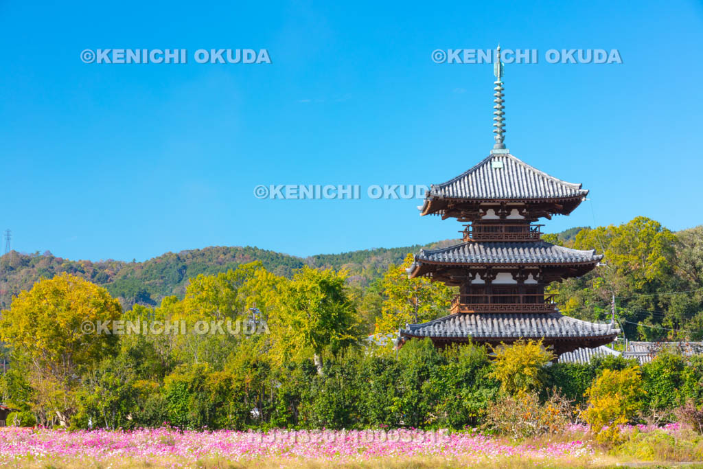 奈良県　法起寺　コスモス畑と三重塔