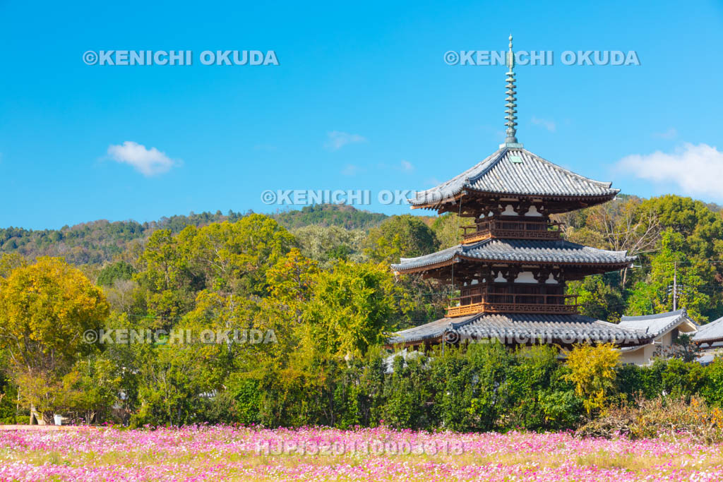 奈良県　法起寺　コスモス畑と三重塔