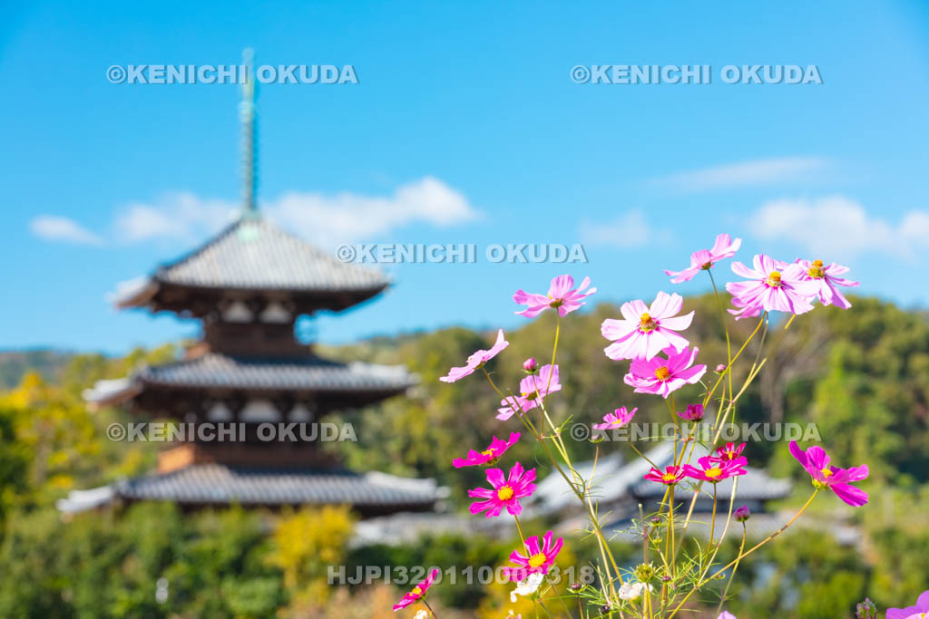 奈良県　法起寺　コスモスと三重塔