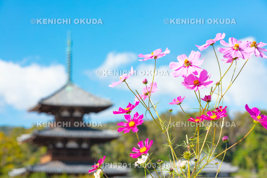奈良県　法起寺　コスモスと三重塔