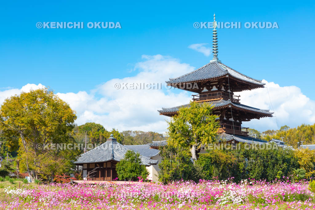 奈良県　法起寺とコスモス畑