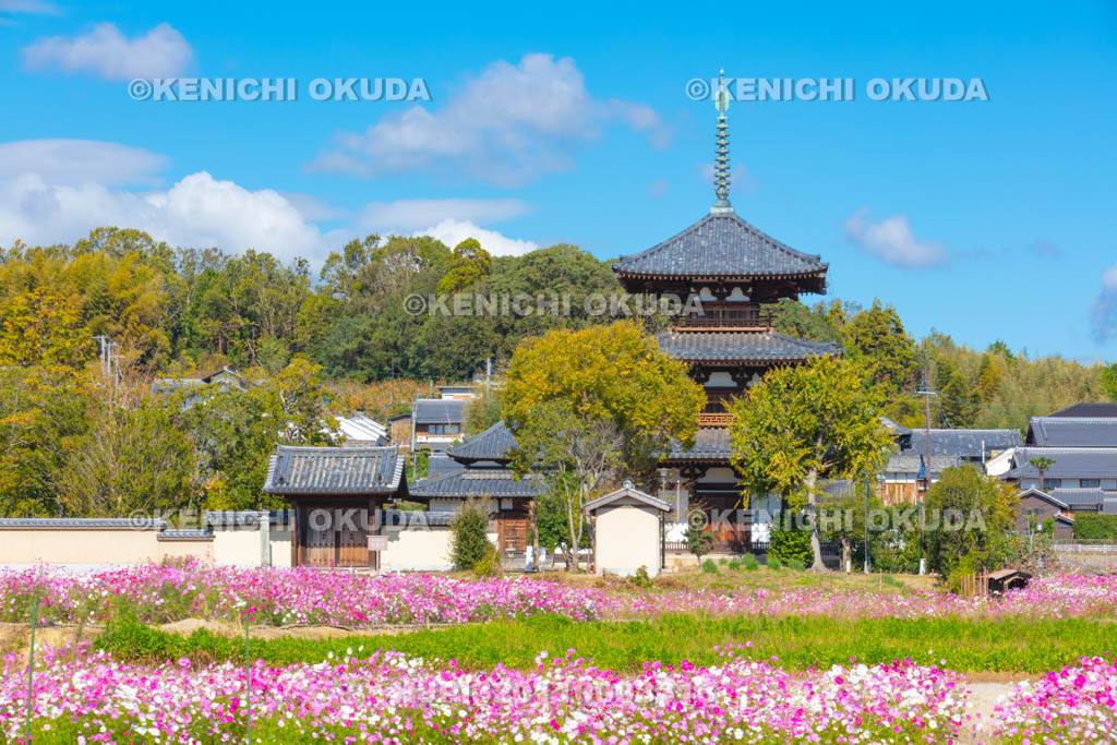奈良県　法起寺とコスモス畑