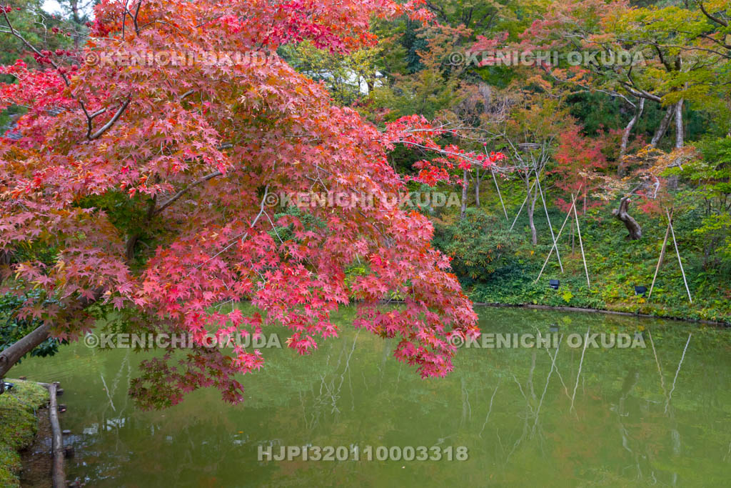 京都府　高台寺　紅葉の庭園
