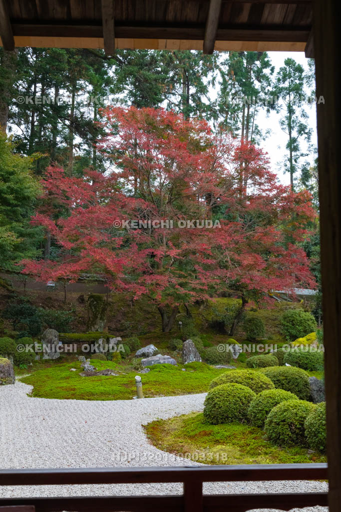 京都府　曼殊院門跡　紅葉の書院庭園