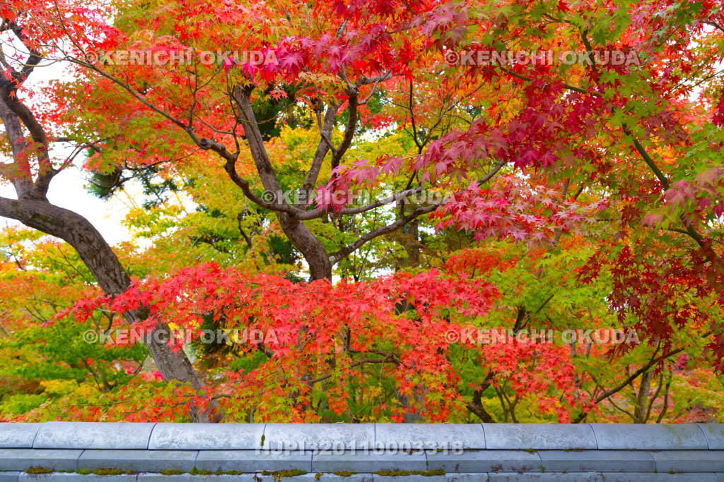 京都府　紅葉の永観堂禅林寺