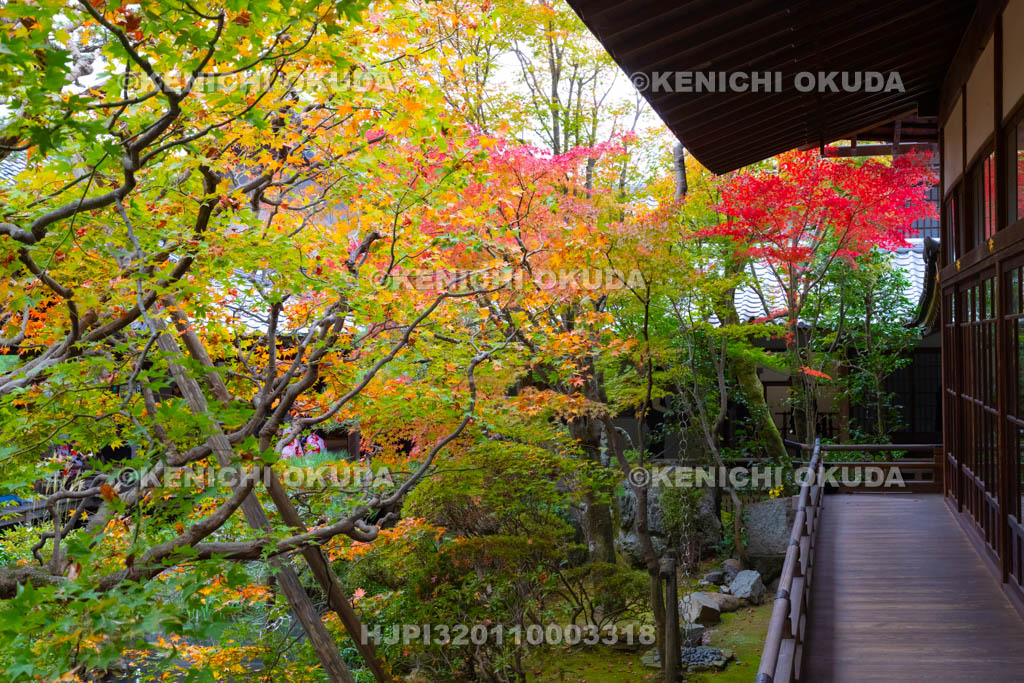 京都府　紅葉の永観堂禅林寺　古方丈の縁側